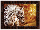 776 - QUADRO CAVALOS