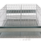 Codornas